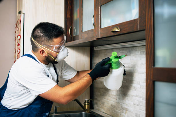 Best Wasp Removal Services  in Mount Hore, WI