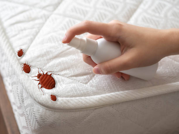 Best Flea Control Services  in Mount Hore, WI